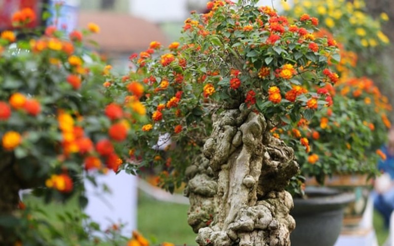 Hoa ngũ sắc là một loại cây cảnh khá phổ biến, nhưng ít ai biết rằng nó cũng được “lên đời” từ cây dại. Theo phong thủy, trồng một chậu trong nhà sẽ giúp gia đình bình yên, hạnh phúc, gặp nhiều thuận lợi trong cuộc sống.
