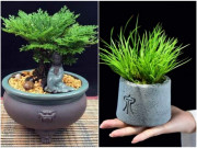 Nhà đẹp - 8 loại cây cảnh lên đời từ cỏ dại, cho vào chậu đẹp mê ly, có loại giá lên tới tiền triệu