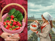 Lifestyle - Mùa này có loại quả chín đỏ mọng ở Mộc Châu, dân tình đua nhau tập làm nông dân hái quả
