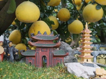 Cặp gốc bưởi có giá 150 triệu đồng, trái sai trĩu chạm cả mái đình, bảo tháp, chỉ bán cho người có duyên