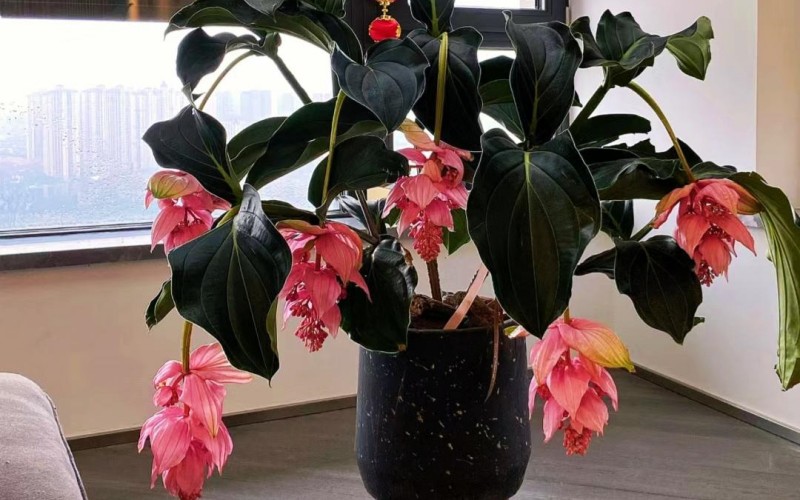 Đây là loại hoa quý, có nguồn gốc từ Philippines, tên khoa học là Medinilla magnifica.Thân cây mập mạp, lá xanh bóng và hoa đẹp mắt với sắc hồng hoặc tím. Hoa rủ xuống như những chiếc đèn lồng, những cánh hoa to xếp chồng lên nhau tạo nên vẻ đẹp rất quyến rũ.
