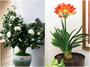 Nhà đẹp - 8 loài hoa đẹp nhưng đắt và khó trồng, người chưa có kinh nghiệm đừng trồng mà phí tiền