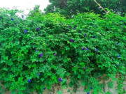 Tiêu dùng - Loại cây trồng làm hàng rào ở khắp các vùng quê, nay thành đặc sản dân thành phố ưa chuộng, 300.000 đồng/kg