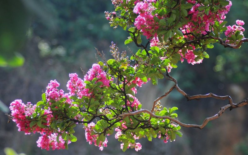 Hoa tường vi màu hồng, nở thành từng chùm trông rất bắt mắt, lộng lẫy. Đặc biệt, cây có tuổi thọ cao, có thể sống hàng trăm năm. Muốn hoa tường vi phát triển tốt, bạn cần trồng cây ở nơi nhiều nắng, tưới nước thường xuyên để duy trì độ ẩm cho đất.
