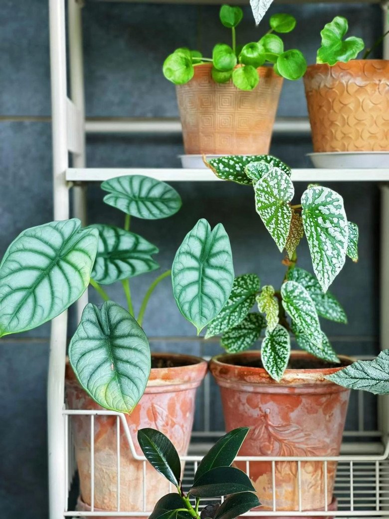 Cô gái biến ban công thành vườn hoa rực rỡ, chỉ 9m2 nhưng ngập tràn hoa lá - 3