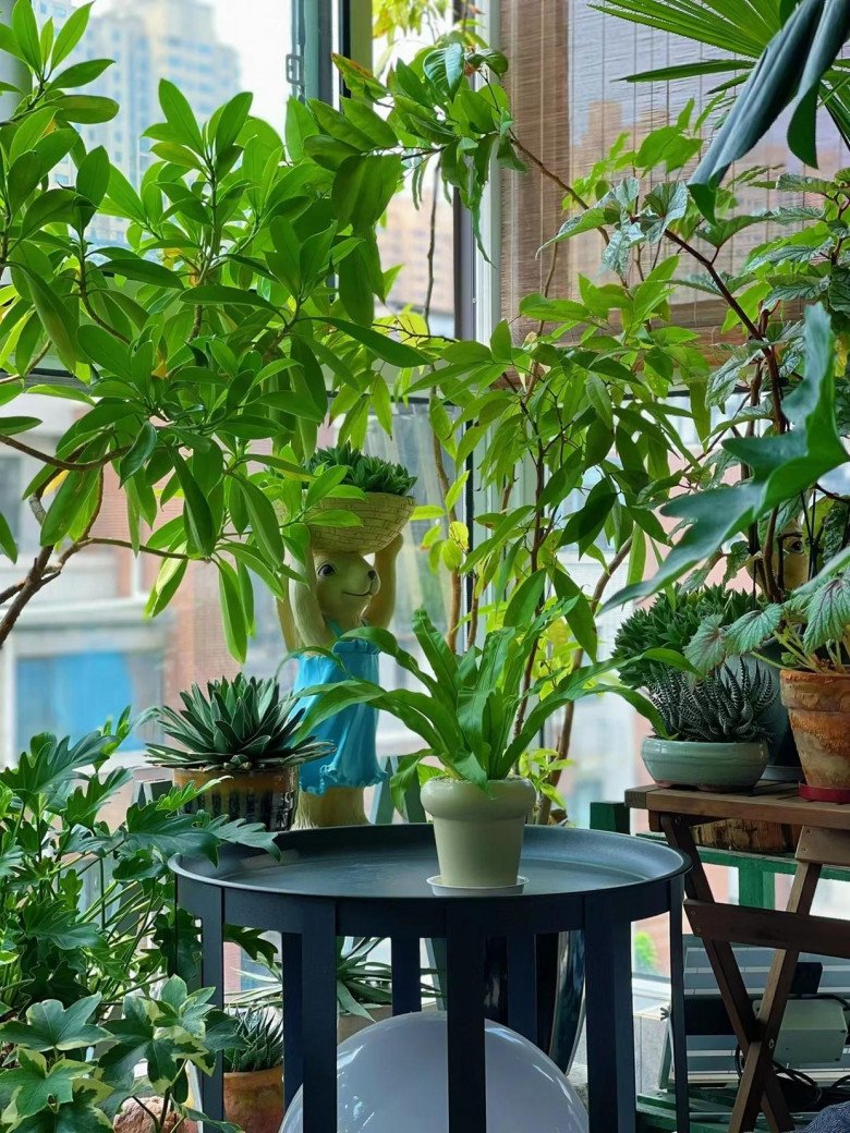 Cô gái biến ban công thành vườn hoa rực rỡ, chỉ 9m2 nhưng ngập tràn hoa lá - 4