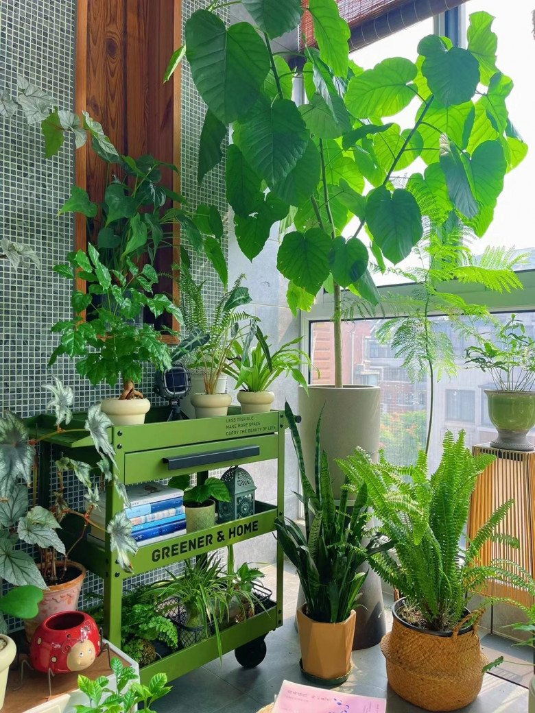 Cô gái biến ban công thành vườn hoa rực rỡ, chỉ 9m2 nhưng ngập tràn hoa lá - 2
