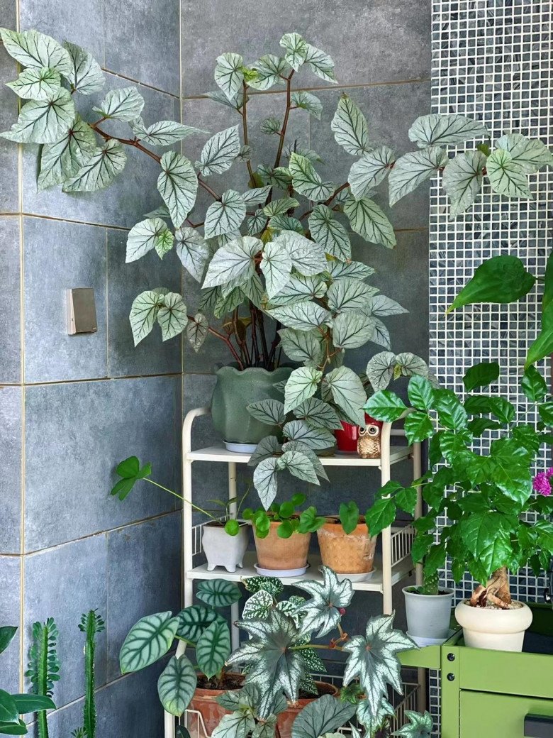 Cô gái biến ban công thành vườn hoa rực rỡ, chỉ 9m2 nhưng ngập tràn hoa lá - 6