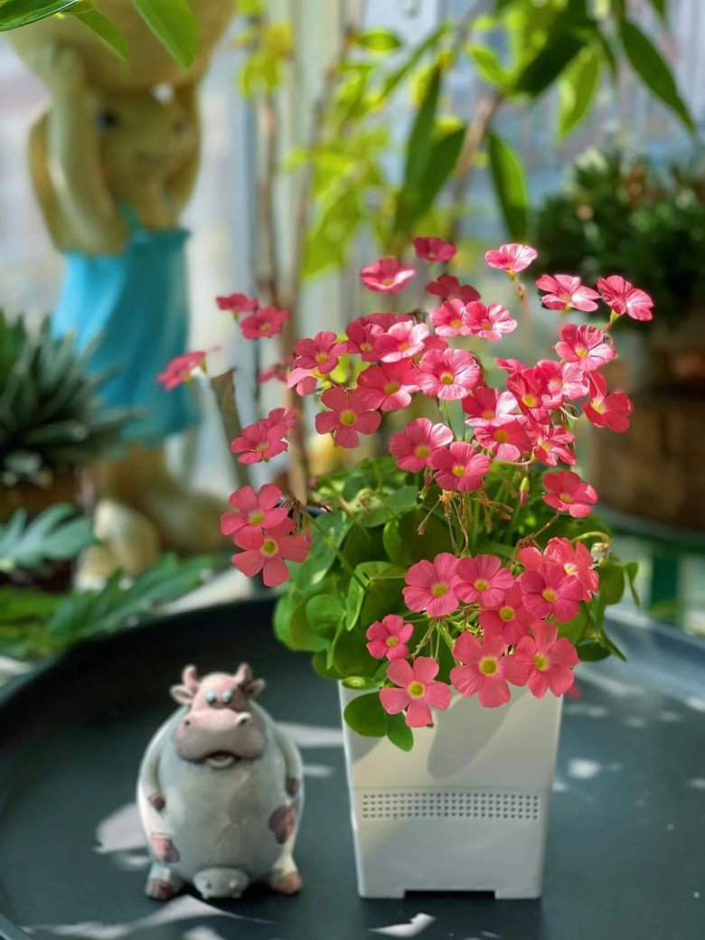 Cô gái biến ban công thành vườn hoa rực rỡ, chỉ 9m2 nhưng ngập tràn hoa lá - 8