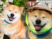 Chú chó nổi tiếng suốt 1 thập kỷ trên Instagram đột ngột qua đời