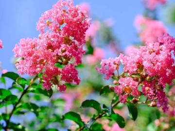 Trồng 1 trong 9 loài hoa đại cát đại lợi này, mọi việc hanh thông, con cháu đời đời hưởng phúc