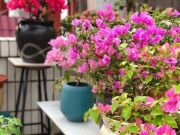 Nhà đẹp - Tại sao hoa giấy đẹp nhưng bị nhiều người cho vào “danh sách đen”? Đây là 3 lý do!