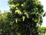 Tiêu dùng - Cây dại trồng làm cảnh bất ngờ thành đặc sản có hương vị lạ, 90.000 đồng/kg chị em thành phố thích mê