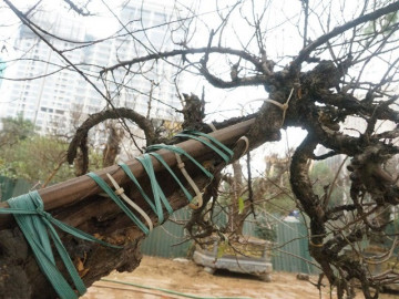 Đào cổ thụ như cành củi khô phải bó bột, chống nạng xuống phố vẫn có giá vài chục triệu đồng/gốc