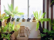 Tiêu dùng - Cây dại mọc bờ bụi ở các vùng quê Việt Nam, nay "lên đời" thành bonsai đẹp lạ, nhiều người mua về trưng trong nhà