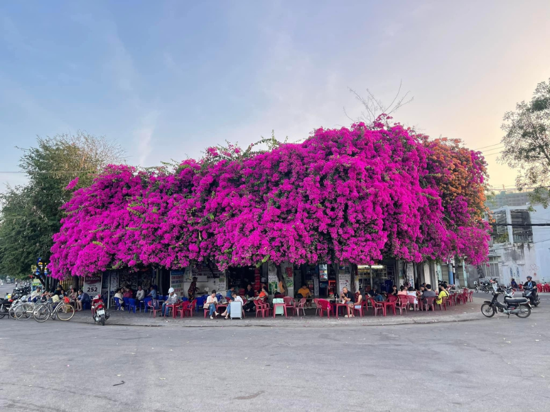 Quán cafe hoa giấy nằm ở cuối đường Phạm Văn Đồng, sát bờ sông Cà Ty và ngay trước cổng giáo đường Đông Hải, thuộc  phường Hưng Long, TP.Phan Thiết.
