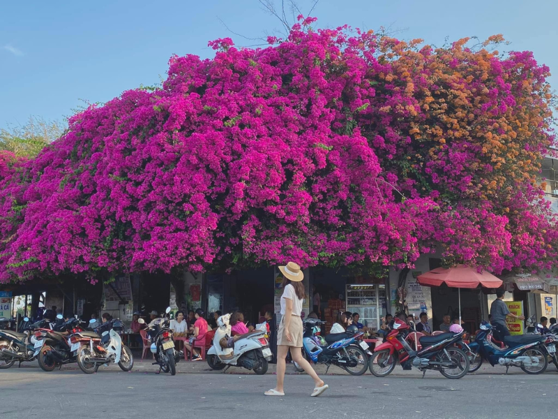 Trong lúc đợi tàu đi đảo Phú Quý, nhiều du khách cũng dừng chân tại quán, uống cốc nước, nghỉ ngơi và chụp ảnh cùng giàn hoa giấy nở rộ.
