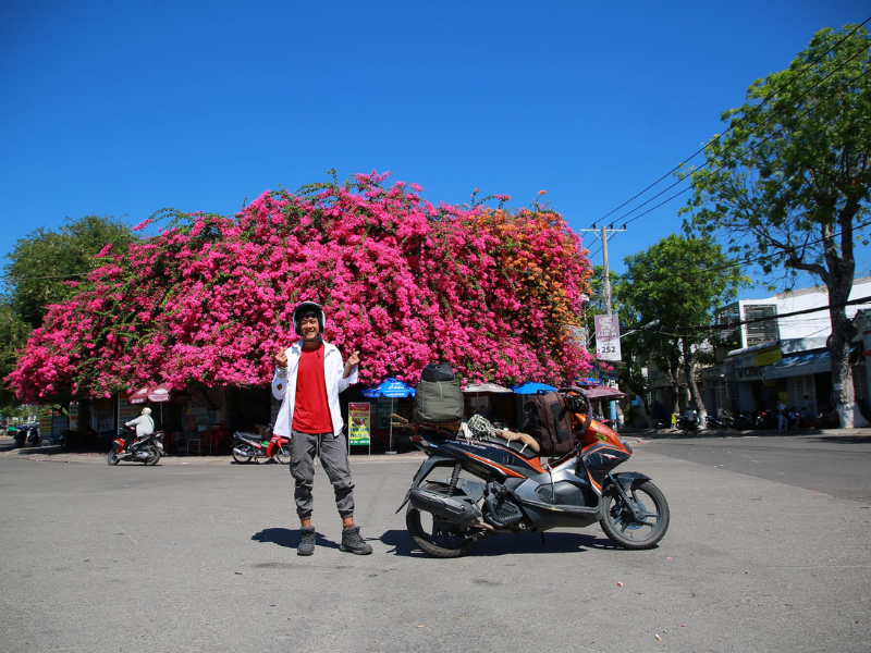 Đặc biệt, giàn hoa giấy có vị trí ngay trước cổng cảng Phan Thiết, nơi du khách thường đón tàu đi đảo Phú Quý. (Ảnh: Nguyễn Thanh Tuấn)
