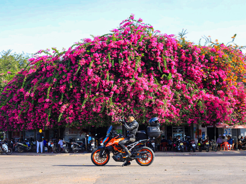 Được biết, gia đình chủ nhà trồng những cây bông giấy này từ 14 năm trước, lúc vừa mới xây căn nhà này. (Ảnh: Trần Ngọc Công Lý)
