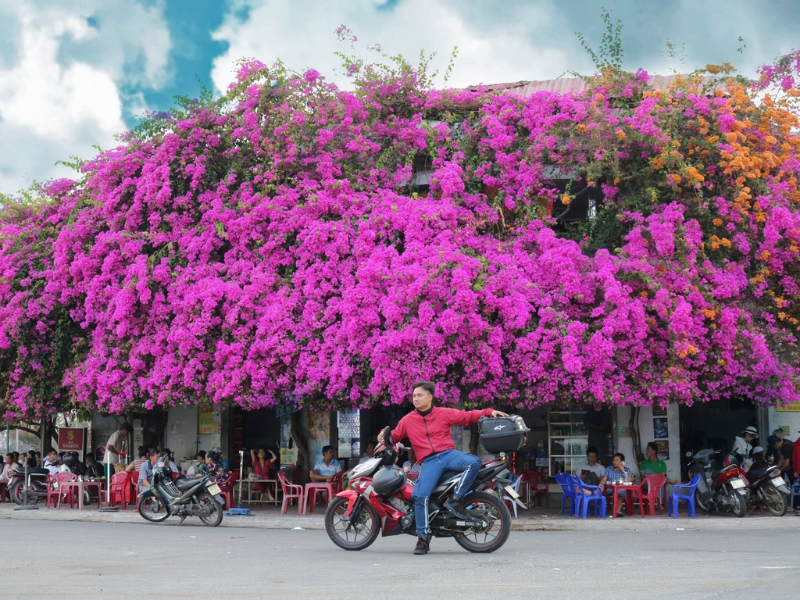 Giàn hoa giấy ở đây gồm 5 gốc được trồng liền nhau. (Ảnh: Trần Ngọc Công Lý)
