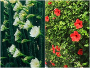 Nhà đẹp - 6 loại cây xưa chỉ làm hàng rào, giờ “lên đời” thành rau đặc sản, có loại còn trồng làm cảnh cực đẹp