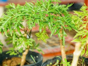 Tiêu dùng - Loại cây nhiều nhà trồng làm cảnh, nay làm thành món đặc sản lạ, đắt khách dịp Tết, 550.000 đồng/kg