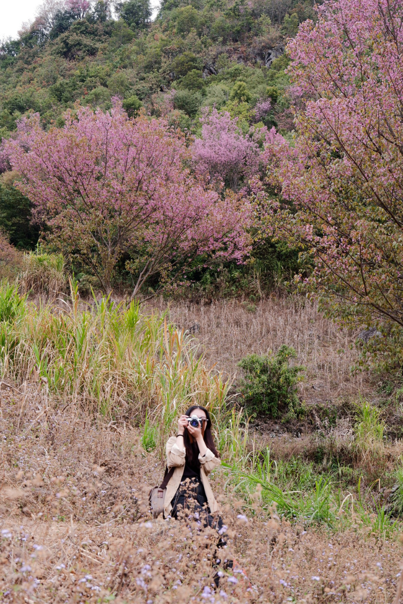 Năm nay, hoa đã bắt đầu rực rỡ ở khu vực bản Háng Gàng, xã Lao Chải xuôi về khu vực La Pán Tẩn. (Ảnh: Nguyen Minh Hue)
