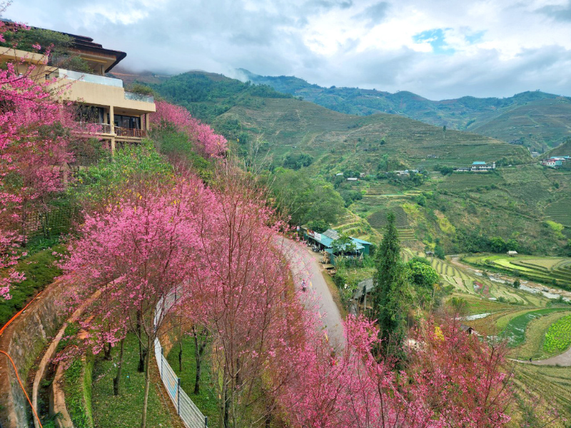 Hoa tớ dày còn có tên thường gọi là “Pằng Tớ Dày” hay “Hoa Đào rừng”. Đây là loài hoa đặc biệt, chỉ sinh sống và nở hoa ở độ cao trên 1000 mét so với mực nước biển và thời tiết càng lạnh thì hoa nở càng đẹp. (Ảnh: Garrya Mù Cang Chải)
