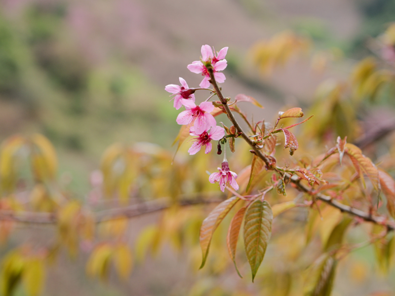 Đối với đồng bào dân tộc người H’Mông tại xứ Mù, hoa tớ dày được coi là biểu tượng báo hiệu cho mùa xuân, báo hiệu cho một mùa vụ mới. (Ảnh: Nguyen Minh Hue)
