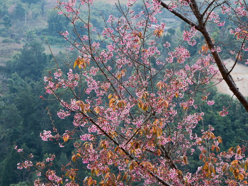 Tớ dày nở hoa như điềm báo may mắn và khởi đầu mới thành công. (Ảnh: Nguyen Minh Hue)
