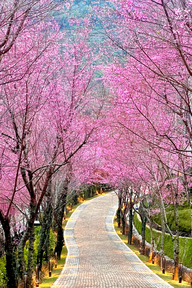 Con đường ngập sắc hồng của hoa tớ dày khiến du khách ngỡ ngàng, như lạc đến Hàn Quốc hay Nhật Bản. (Ảnh: Garrya Mù Cang Chải)
