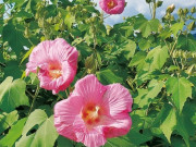 Nhà đẹp - Mua hoa về trưng Tết nên “né gấp” 7 loại này kẻo rước bực vào người, không tốt cho tài lộc