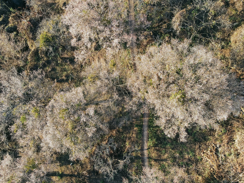 Không chỉ là thiên đường của những đồi chè xanh bát ngát, Mộc Châu còn là xứ sở của nhiều loài hoa. Đến đây vào bất kỳ thời điểm nào trong năm, du khách cũng có thể chiêm ngưỡng những loài hoa tuyệt đẹp bung nở. (Ảnh: Quang Kiên)
