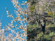 Lifestyle - Hoa mơ Mộc Châu vào mùa bung nở, trắng tinh khôi khiến ai cũng mê mẩn