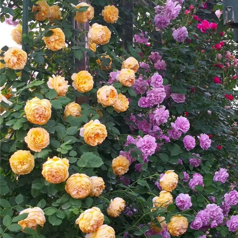 Hoa hồng đủ loại nở rộ trên sân thượng nhà Amy. 