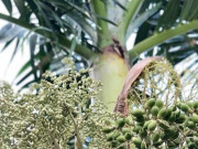 Tiêu dùng - Loại cây trồng làm cảnh, quả chín rụng đầy gốc, nay làm thành món đặc sản lạ đắt khách dịp Tết, giá 160.000 đồng/kg