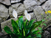 Nhà đẹp - Trồng cây "thuận buồm xuôi gió" này giúp gia chủ ăn nên làm ra, nhưng nó bị nhiều người "ghẻ lạnh" vì 4 lý do