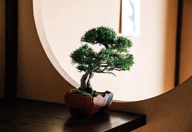 Tùng La Hán có thân cây uốn lượn, lá xanh tươi, tượng trưng phong thái thanh tao, quyền quý nên thể hiện cho sự giàu sang, phú quý. Ngày xưa, thường chỉ có gia đình quyền quý mới trồng.
