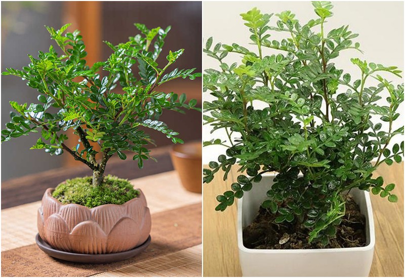 Nhiều người sẽ chế loại cây này thành cây cảnh bonsai rất đẹp. Đặt một chậu trong phòng khách sẽ tạo nên phong cách sang trọng, tao nhã, khiến phòng khách trở nên quý phái hơn. Không những vậy, cây cảnh này càng già càng có giá, mang lại giá trị kinh tế cao.
