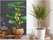 Nhà đẹp - 10 loại cây cảnh "siêu hút lộc" nên đặt trong phòng khách, vừa quý phái vừa mang tới điềm lành