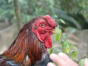 Tiêu dùng - Giống gà đặc sản được săn lùng dịp Tết, có tên trong Sách đỏ nhưng ít người biết, dân nuôi lãi hàng trăm triệu