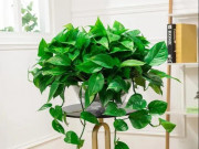 Nhà đẹp - Tại sao trầu bà một thời “nổi tiếng” nay lại ít ai quan tâm? Hóa ra lý do là đây!