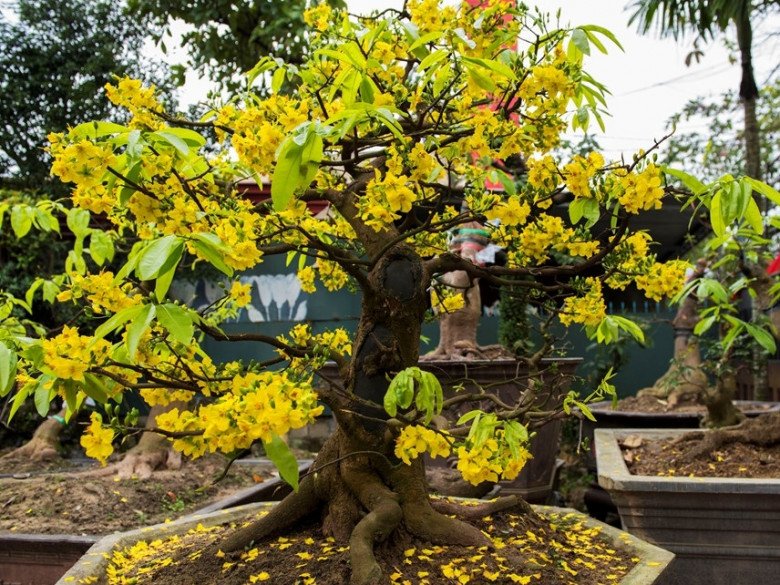 Mỗi ngày hãy tưới thứ này vào gốc mai, hoa nở đúng dịp Tết Nguyên Đán, khoe sắc cả tháng không tàn - 1