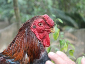 Giống gà đặc sản được săn lùng dịp Tết, có tên trong Sách đỏ nhưng ít người biết, dân nuôi lãi hàng trăm triệu