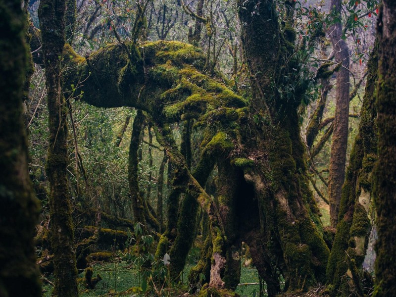 Rừng già Sa Mu được biết đến là một trong 3 khu rừng đặc dụng của Tây Bắc, nằm trong khu vực dân gian vẫn hay gọi là Tam giác quỷ, thuộc rừng đặc dụng Tà Xùa. (Ảnh: Bùi Quân Dân)
