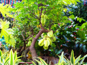 Nhà đẹp - Trồng một cây khế trước nhà con cháu lắm phúc nhiều lộc? Người tuổi nào hợp trồng cây khế nhất?