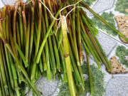 Tiêu dùng - Loại cây cỏ dại mọc tua tủa sau mưa, xưa không ai ăn nay thành đặc sản lạ được "săn lùng", 120.000 đồng/kg