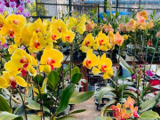 Nhà đẹp - Lan hồ điệp vừa đẹp vừa sang nhưng bị nhiều người đưa vào “danh sách đen”, đây là 5 lý do