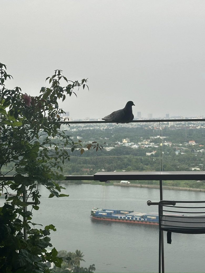 Đúng là đất lành chim đậu, hình ảnh chú chim bồ câu đậu trên thành ban công được Hồng Nhung đăng tải đã khiến mọi người vô cùng thích thú.