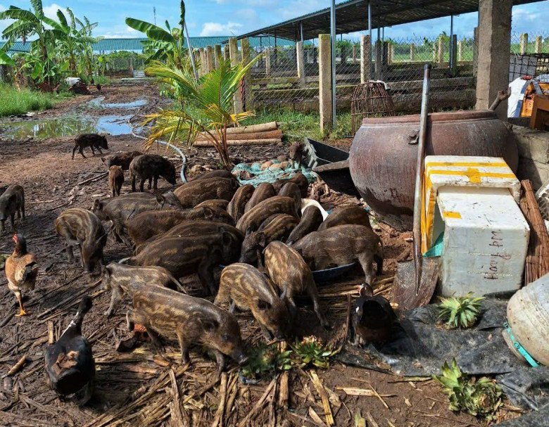 Được cho ăn bằng thực phẩm tự nhiên, heo thành phẩm có chất lượng thơm ngon hơn hẳn.